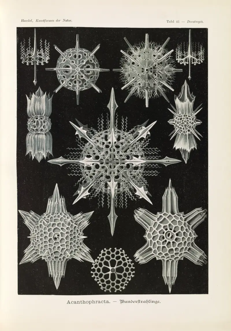 Acanthophracta – podivuhodní paprskovci, Ernst Haeckel