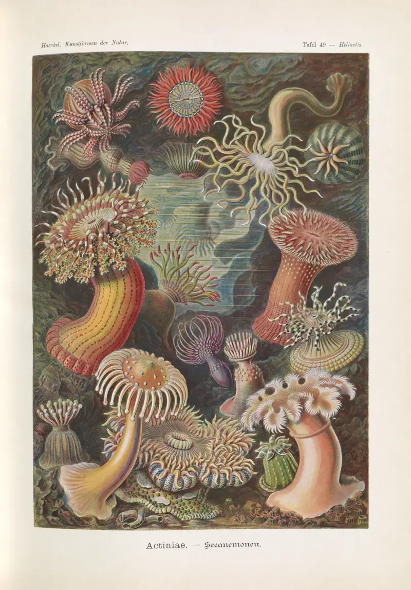 Actiniae – Ukwiały, Ernst Haeckel