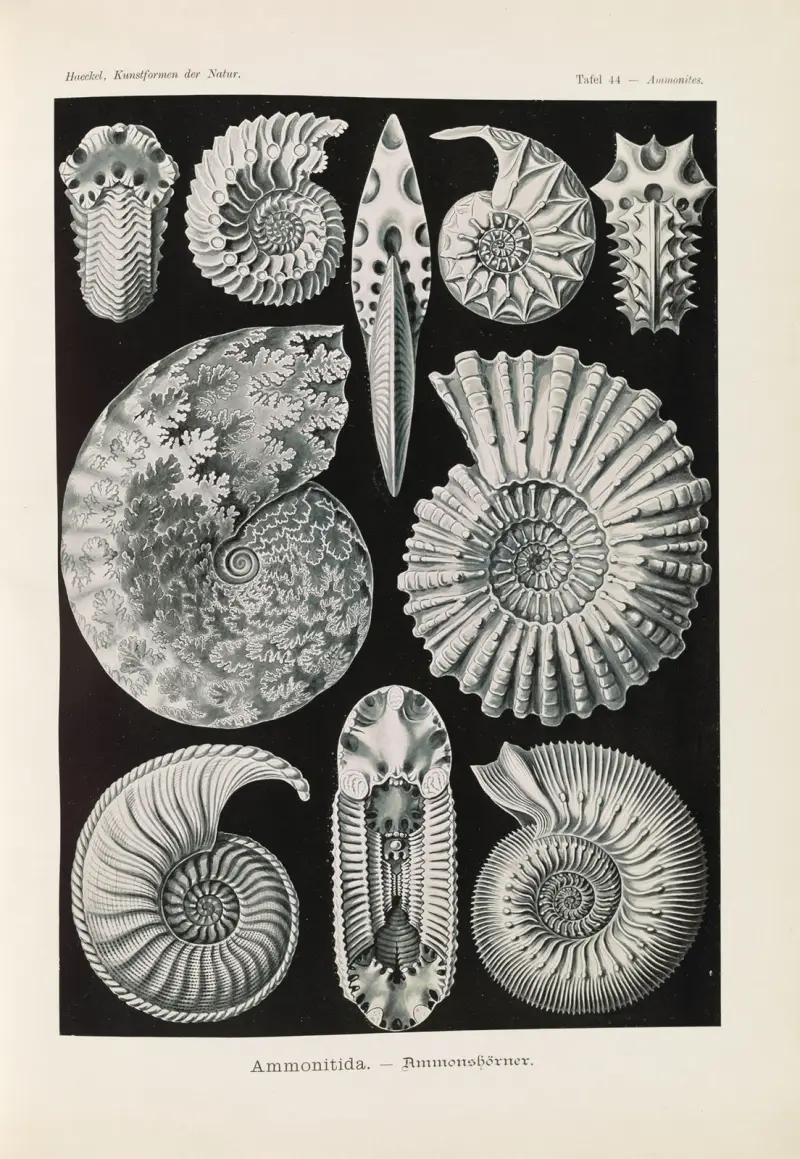 Ammonitida. – Amonity, Ernst Haeckel