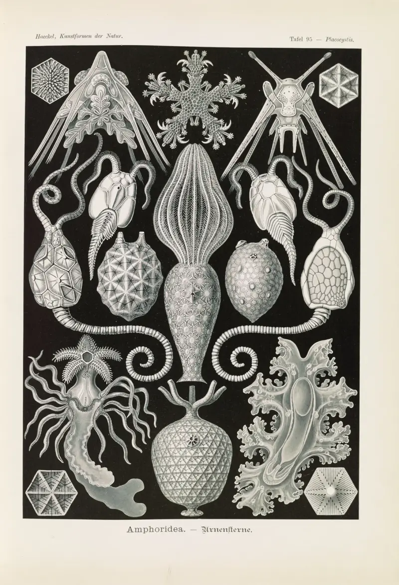 Amphoridea – urnovky, Ernst Haeckel
