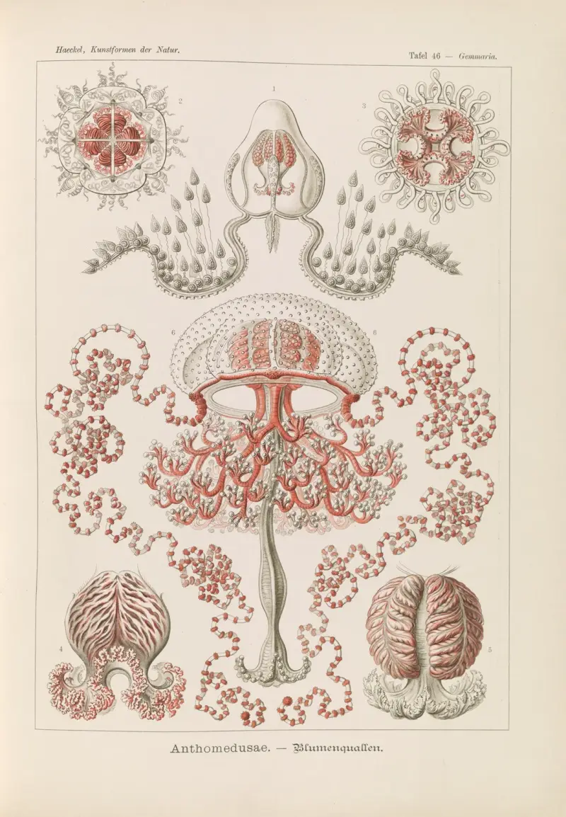 Anthomedusae. – Blumenquallen av Ernst Haeckel