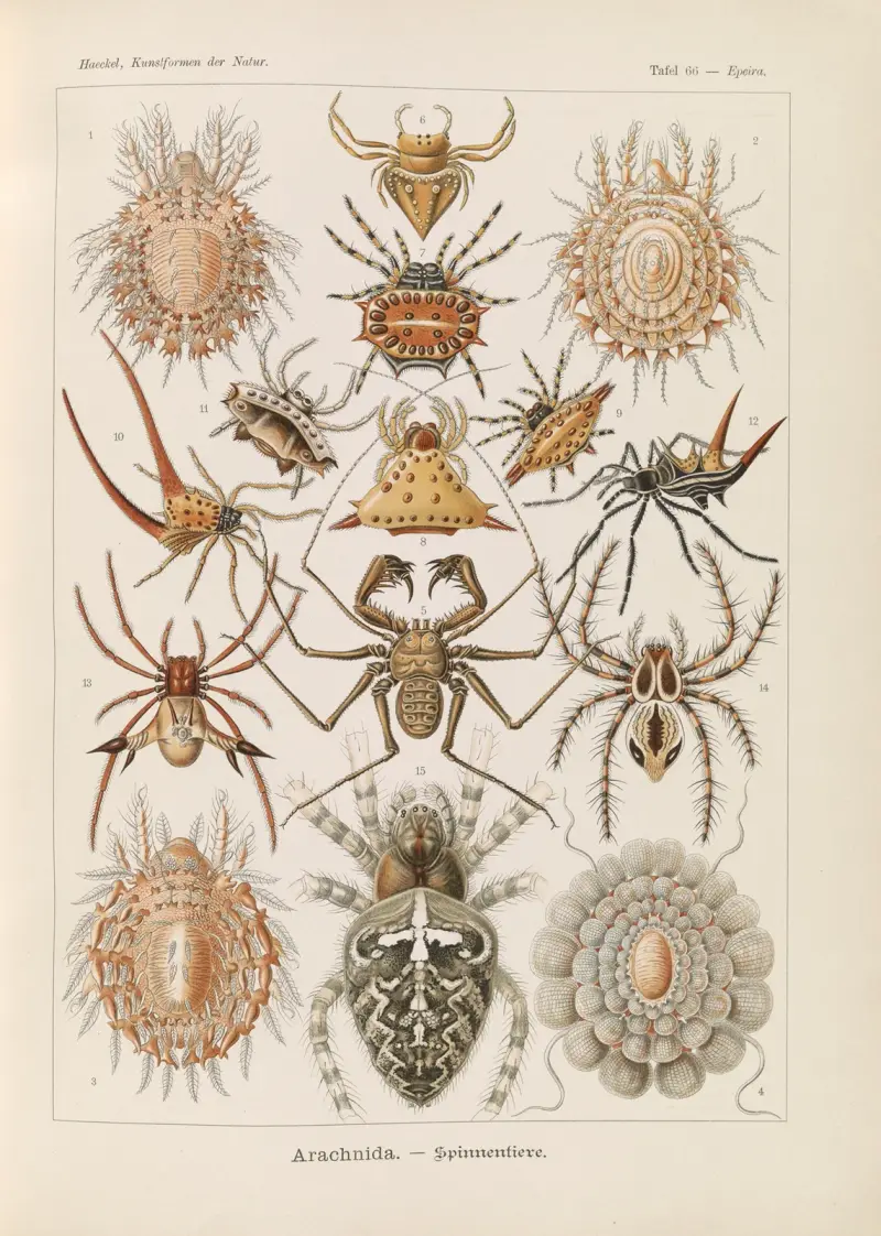 Arachnida. – Spinnentiere, Ernst Haeckel