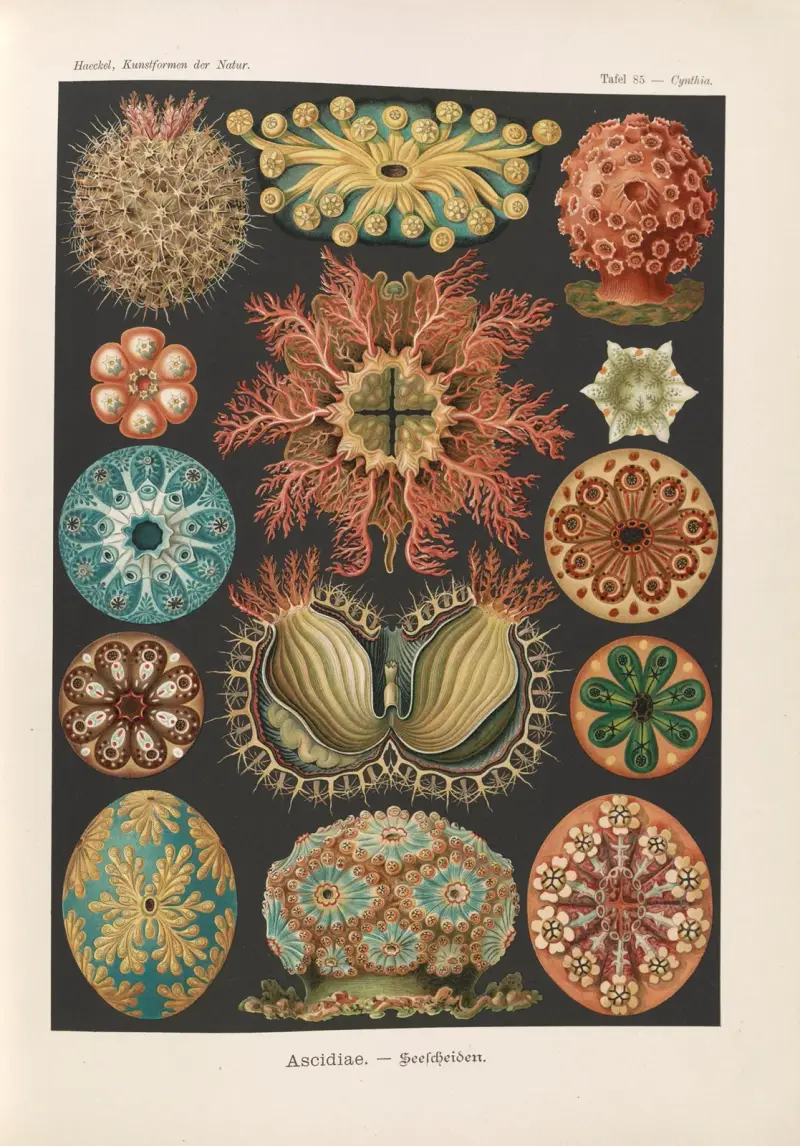 Osłonice. – Seescheiden, Ernst Haeckel