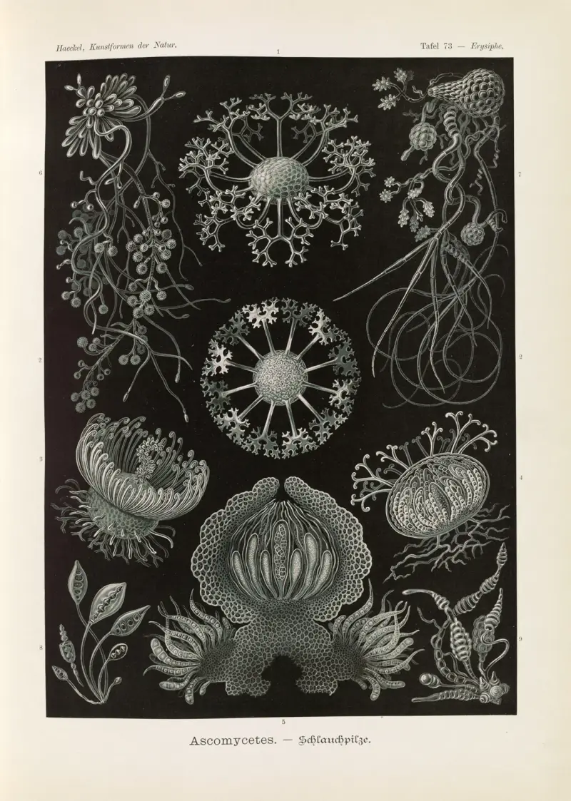 Ascomycetes. – Schlauchpilze av Ernst Haeckel