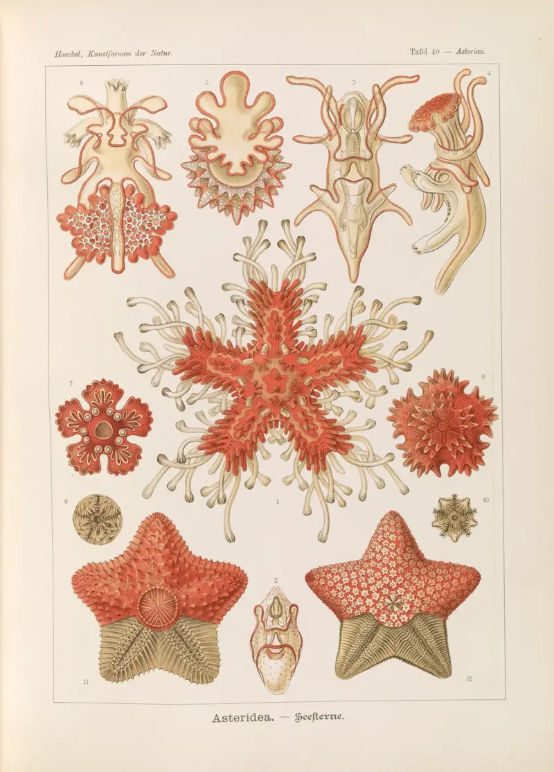 Asteridea. – Mořské hvězdice, Ernst Haeckel