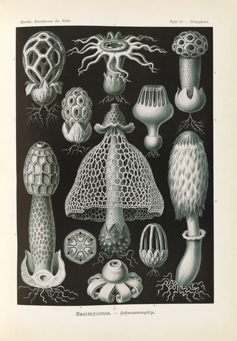 Basimycetes. – Schwammpilze av Ernst Haeckel