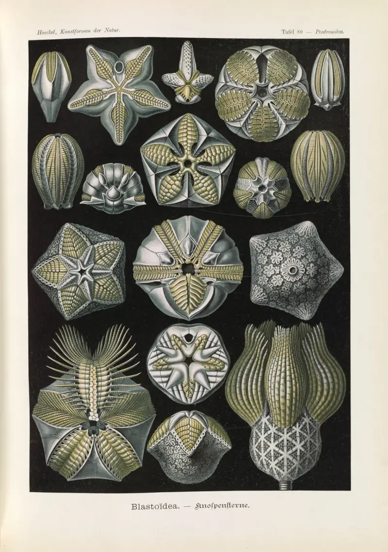 Blastoïdea. – Knospensterne av Ernst Haeckel