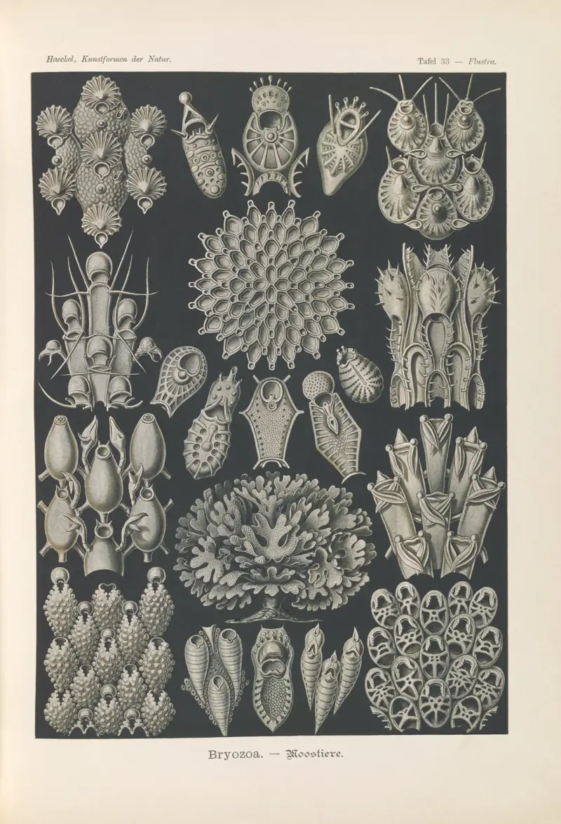 Bryozoa – Mechuňky, Ernst Haeckel