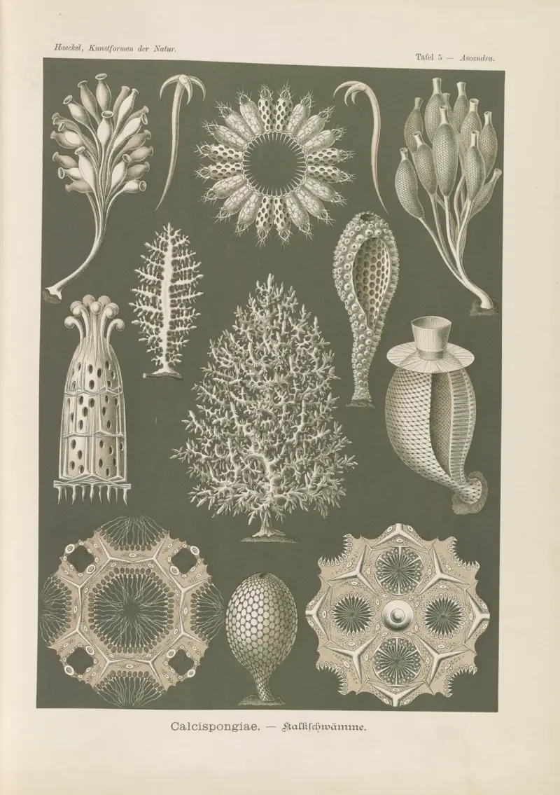 Kalksvampar, Ernst Haeckel