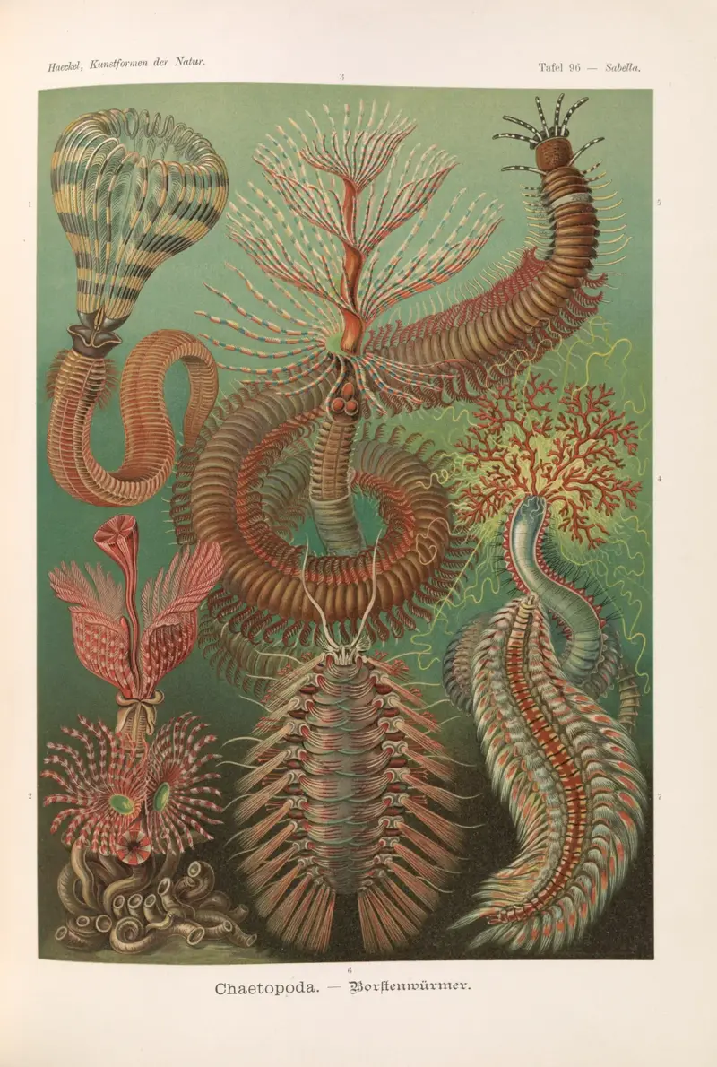 Chaetopoda. – Borstenwürmer von Ernst Haeckel