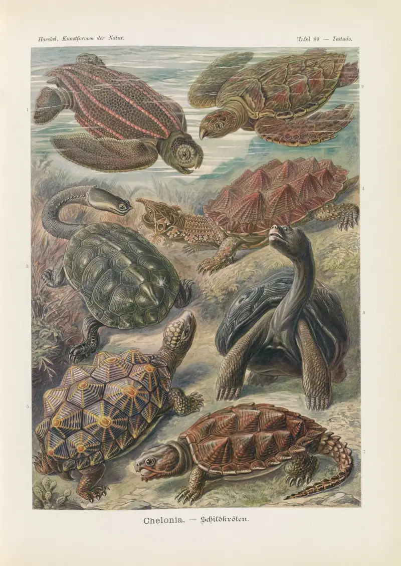 Żółwie, Ernst Haeckel