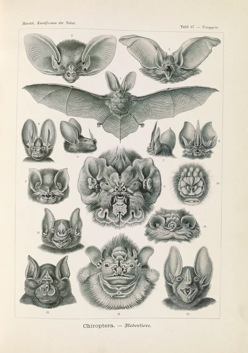 Chiroptera. – Fledertiere, Ernst Haeckel