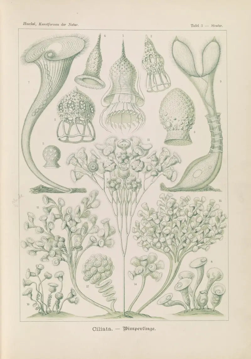 Ciliata. – Wimperlinge von Ernst Haeckel