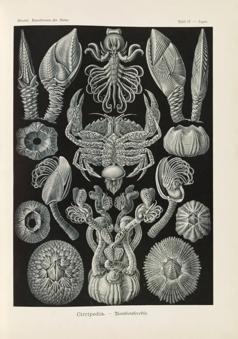 Cirripedia. – Rankenkrebse von Ernst Haeckel
