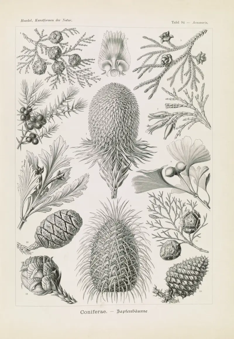 Coniferae. – Šišaté stromy, Ernst Haeckel