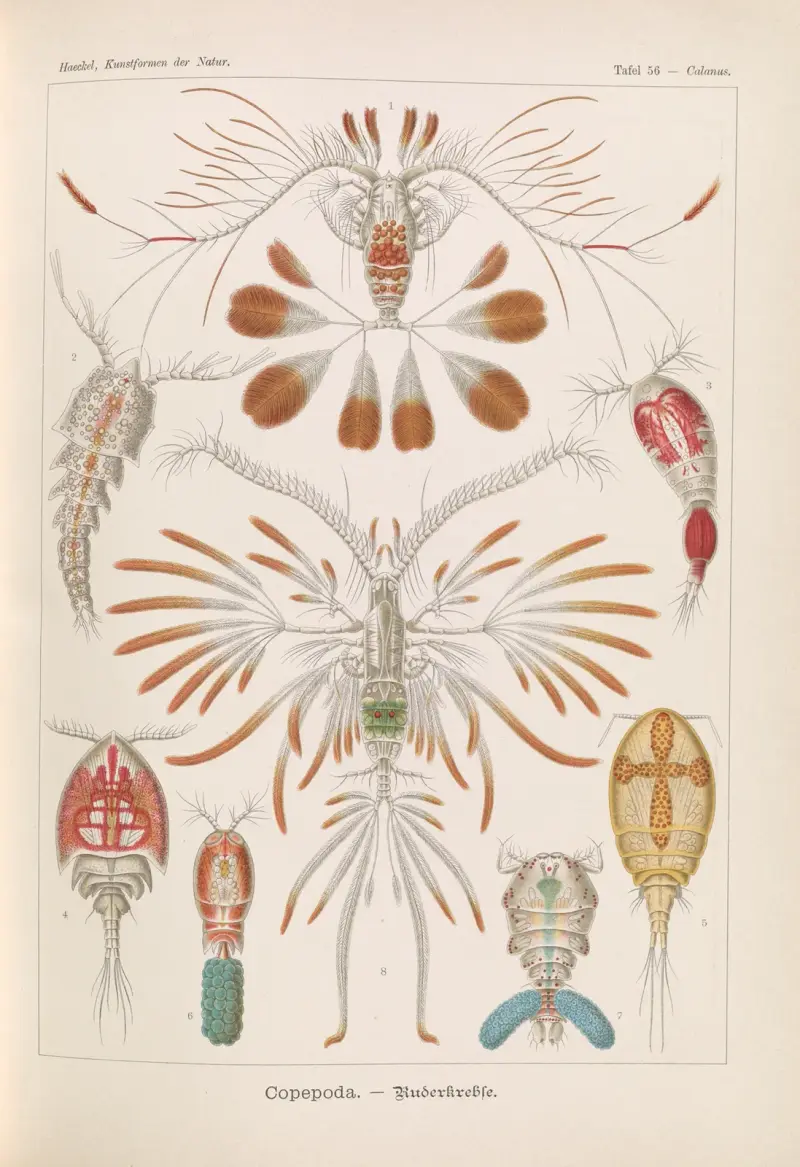 Copepoda. – Ruderkrebse av Ernst Haeckel
