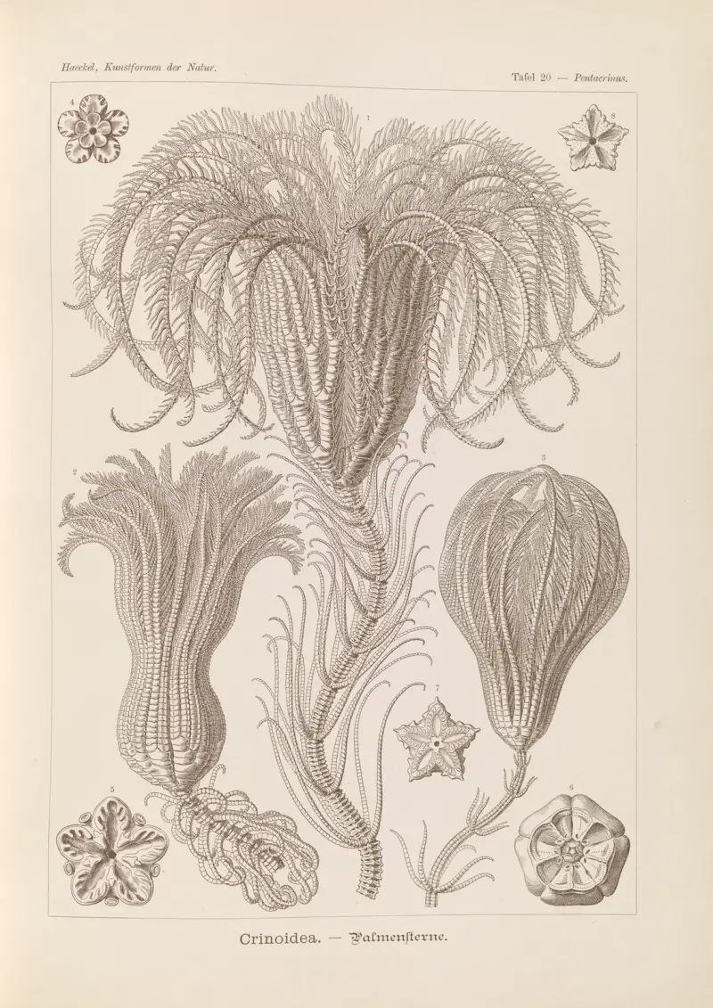 Sjöliljor av Ernst Haeckel