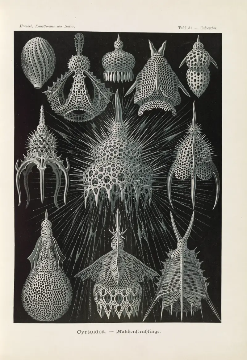 Crytoidea. – Flaschenstrahlinge av Ernst Haeckel