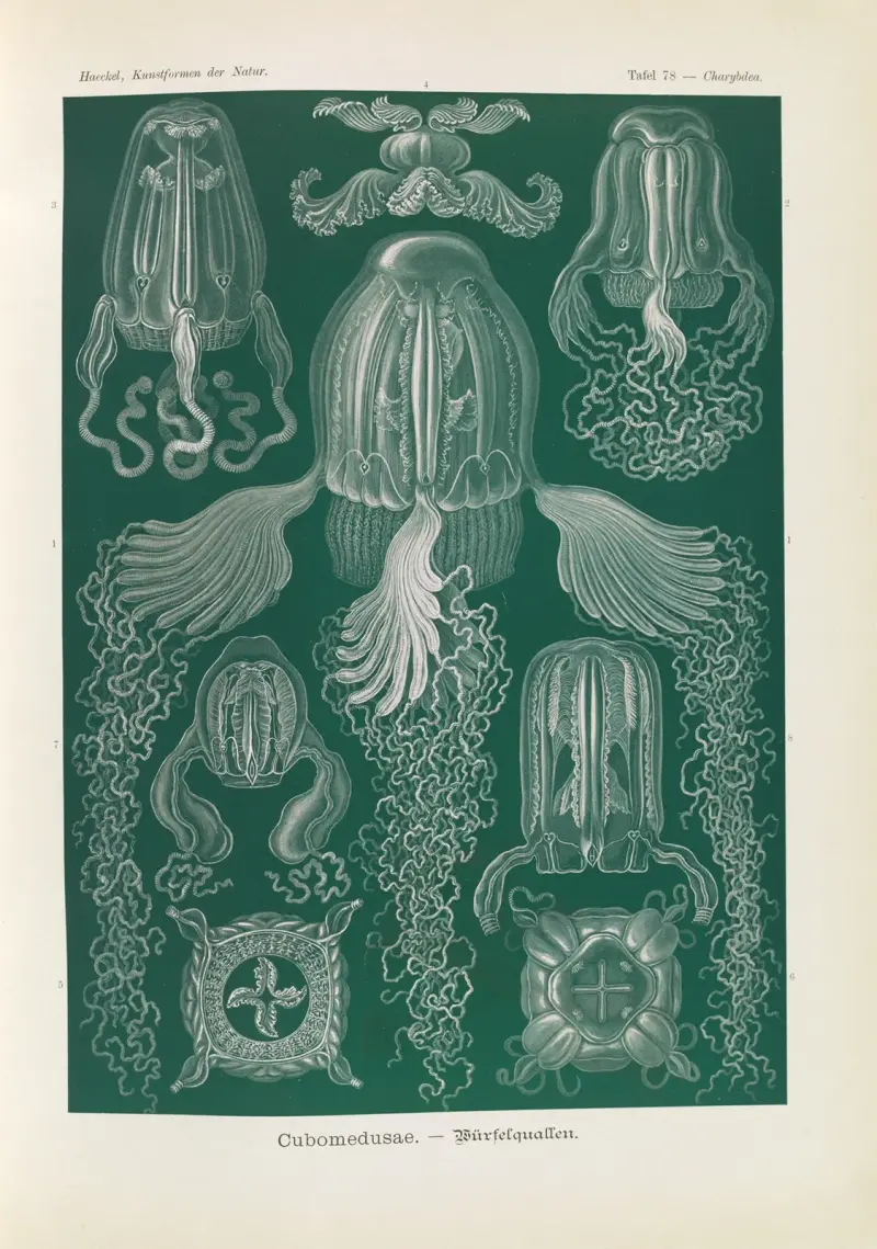 Kubmaneter av Ernst Haeckel