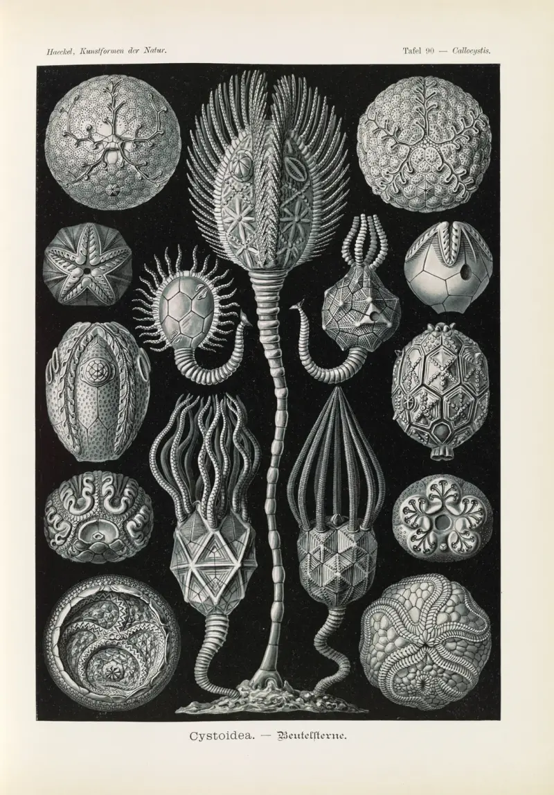 Cystoidea. – Beutelsterne av Ernst Haeckel