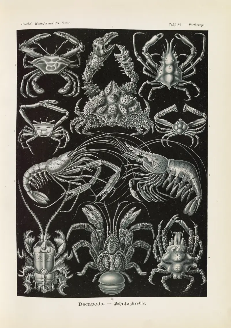 Dziesięcionogi. – Skorupiaki, Ernst Haeckel
