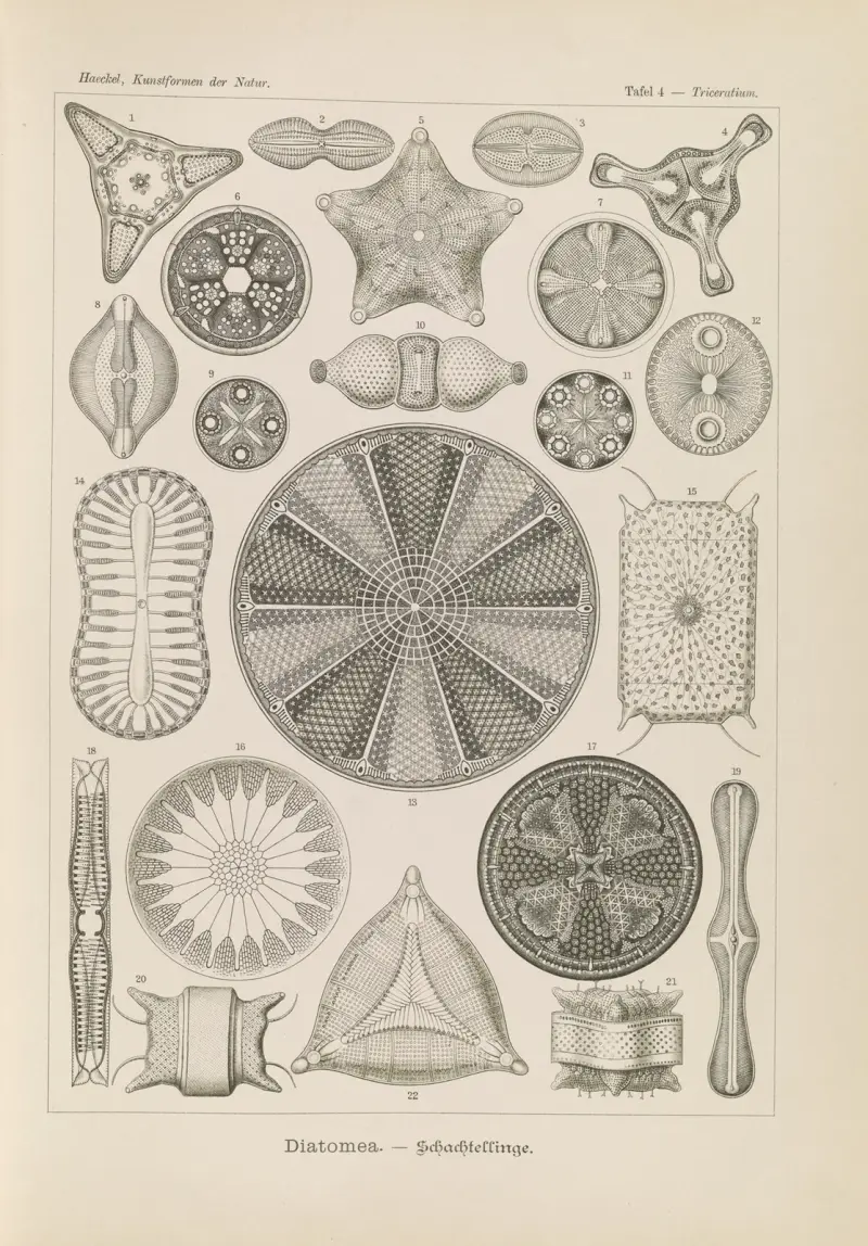 Diatomea. – Schachtellinge, Ernst Haeckel