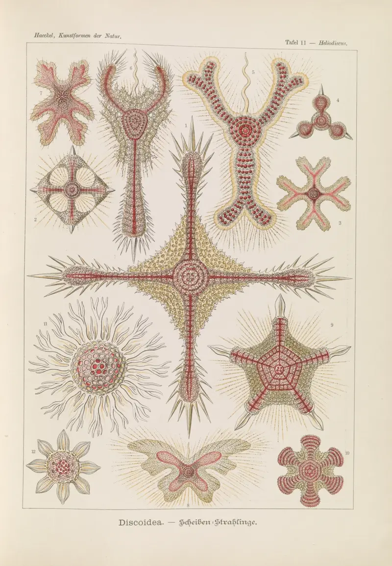 Discoidea. – Scheiben-Strahlinge av Ernst Haeckel
