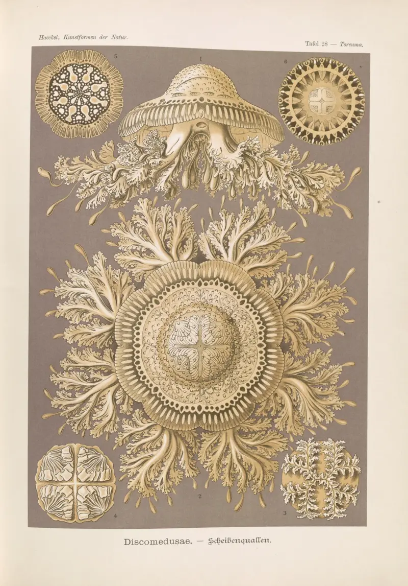 Discomedusae – medúzy, 1904 – Nr. 2, Ernst Haeckel