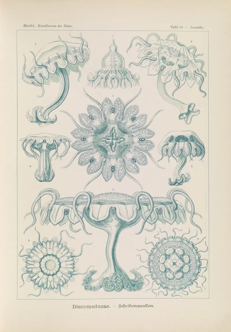 Discomedusae. – Medúzy talířovité, 1904 – Nr. 1, Ernst Haeckel