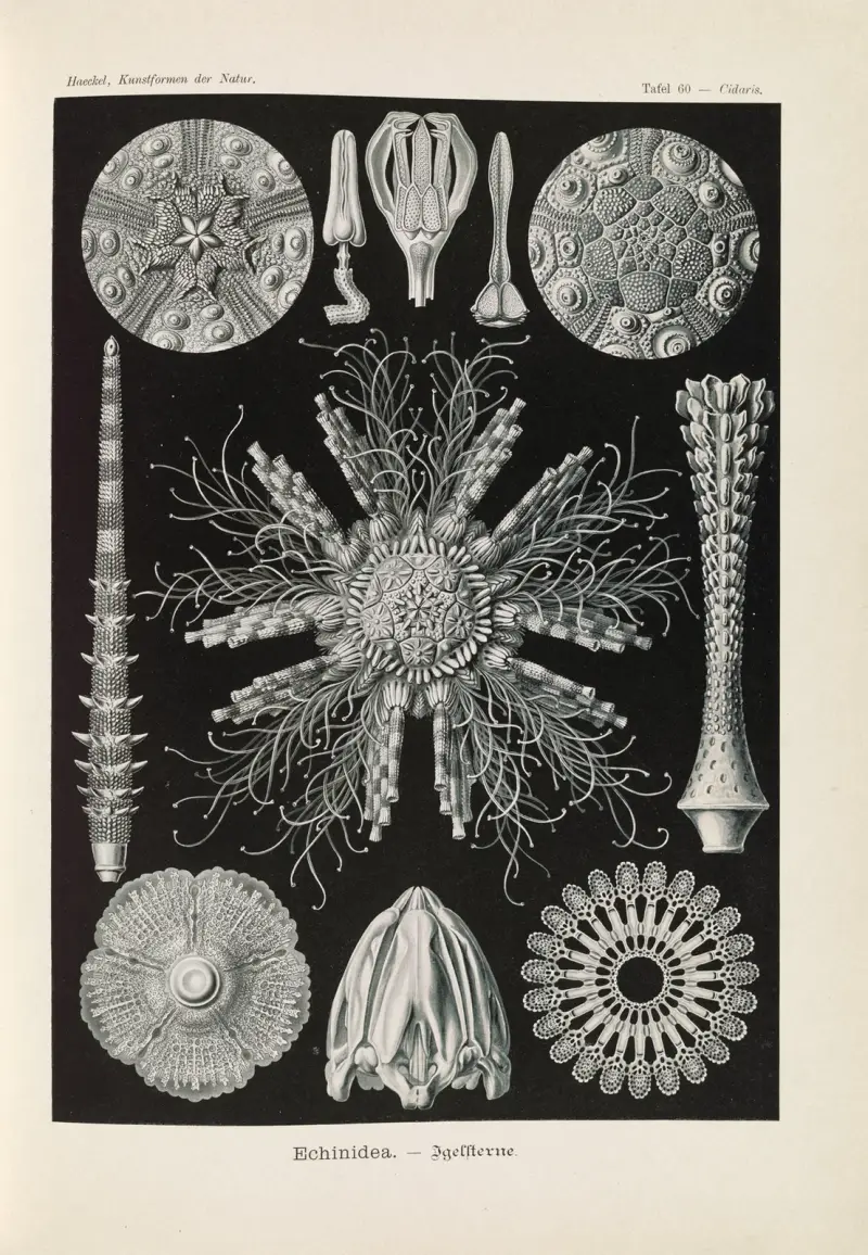 Echinidea – Jeżowce, Ernst Haeckel