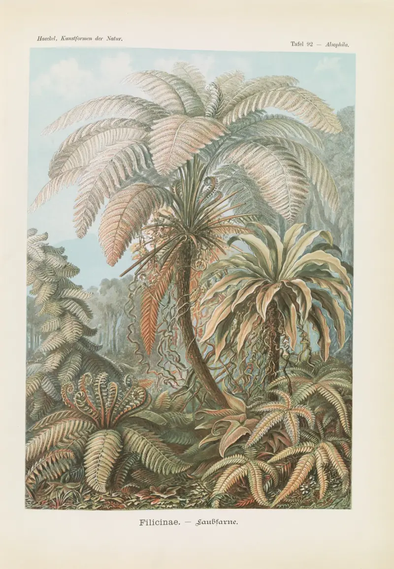 Filicinae. – Laubfarne av Ernst Haeckel