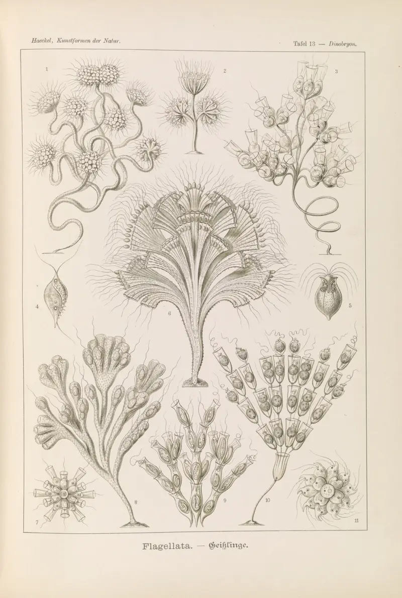 Flagellata. – Geiklinge av Ernst Haeckel