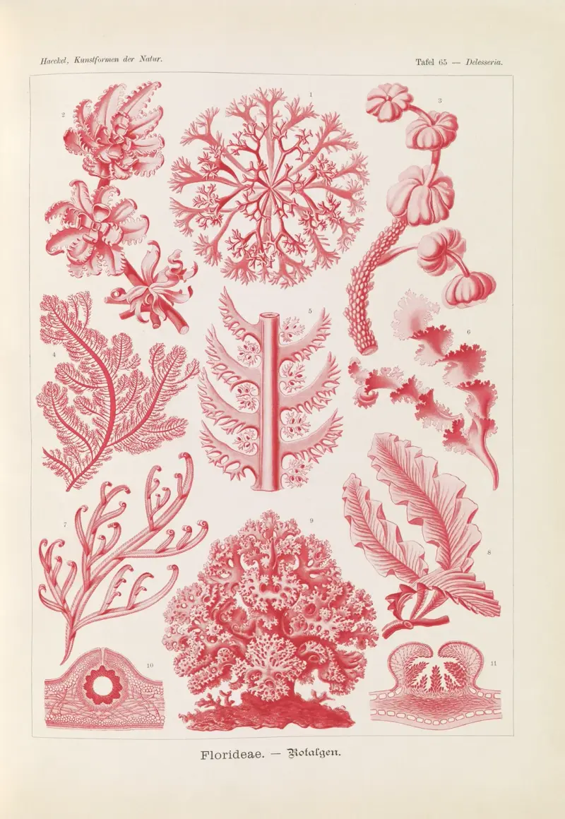 Krasnorosty, Ernst Haeckel