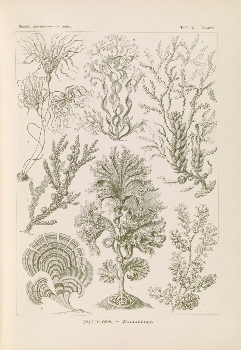 Fucoideae – hnědé řasy, Ernst Haeckel
