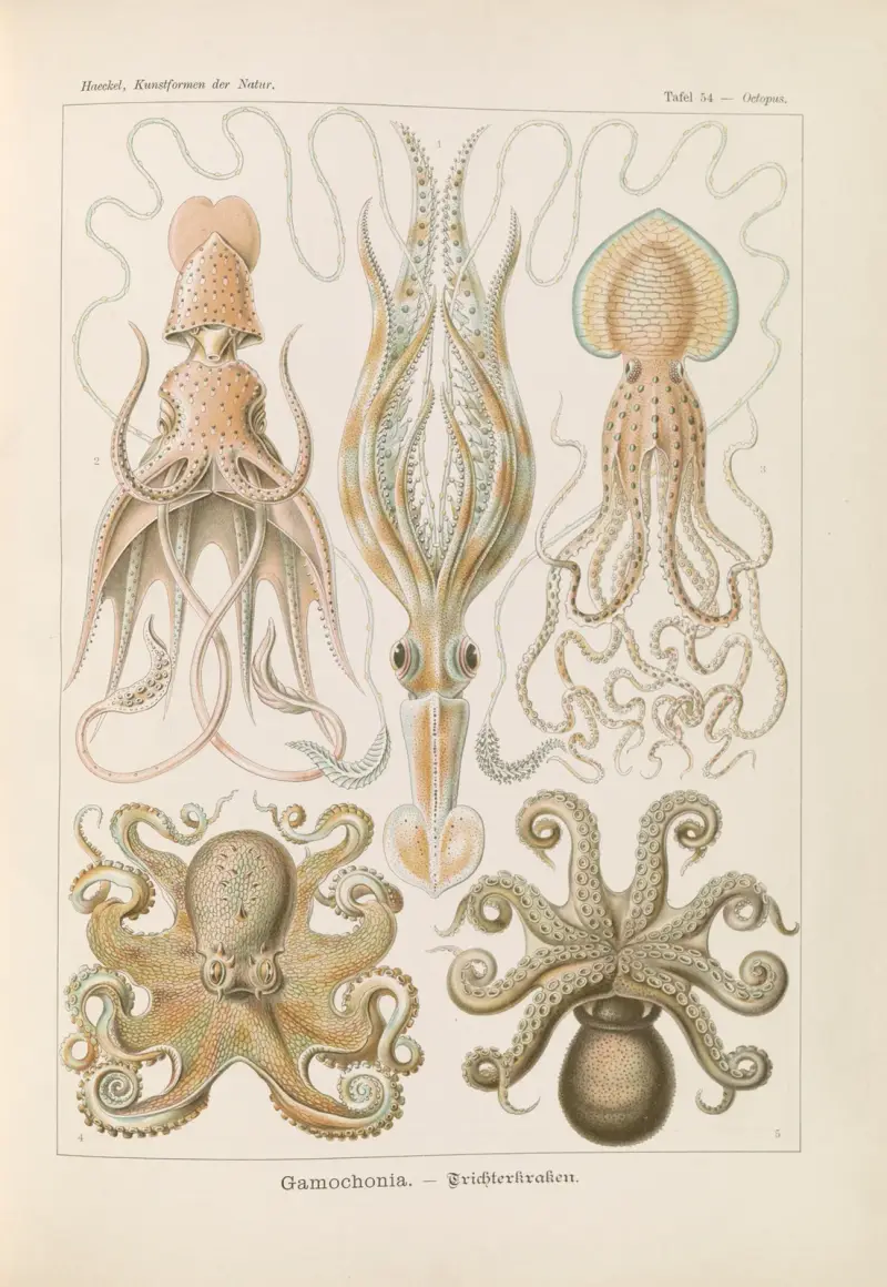 Gamochonia. – Trichterkraken von Ernst Haeckel