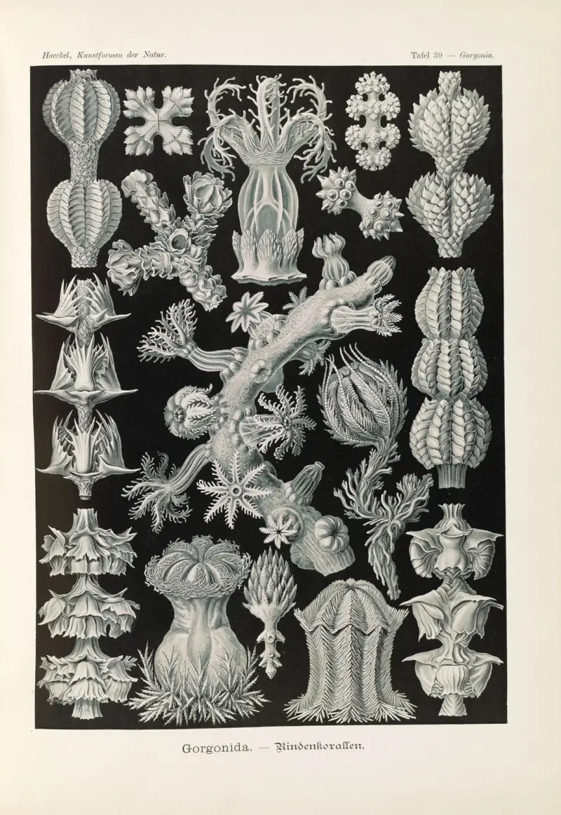 Gorgonidy – korál kůrový, Ernst Haeckel