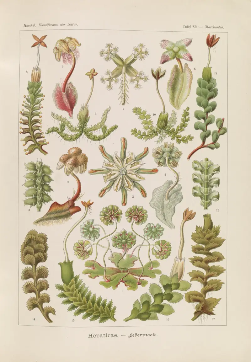 Wątrobowce, Ernst Haeckel