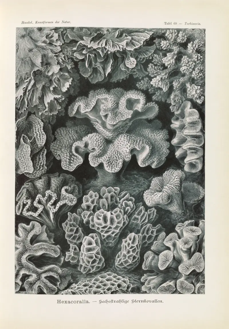 Hexacoralla. – Sechsstrahlige Sternkorallen av Ernst Haeckel
