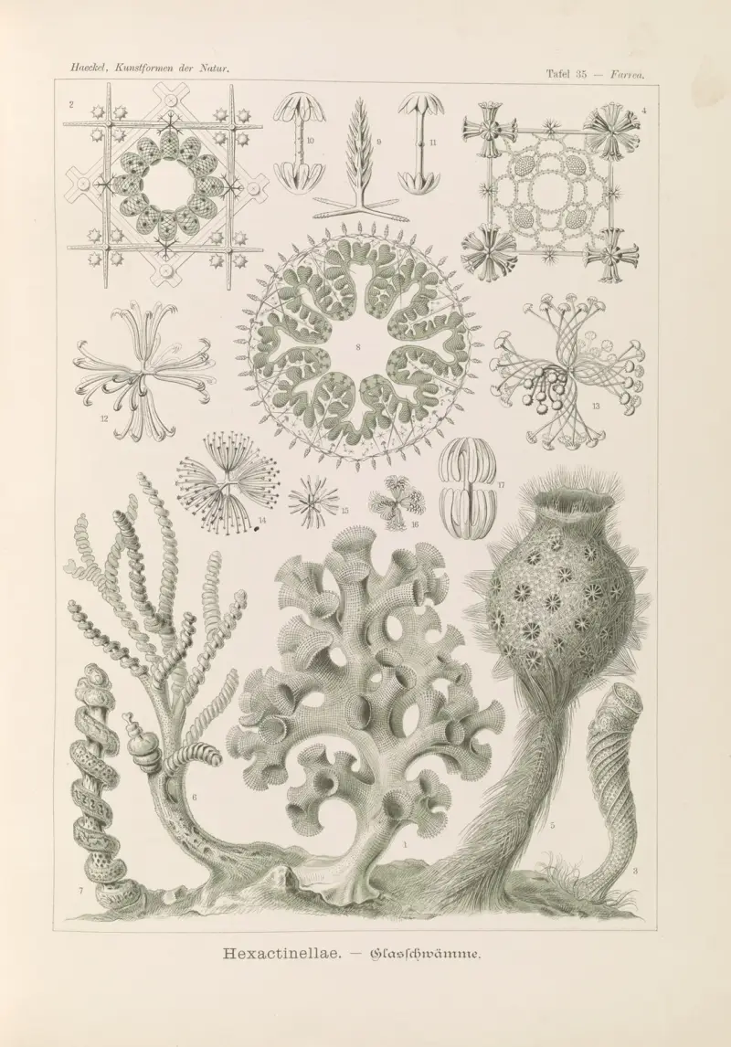 Hexactinellae. – Glasschwämme av Ernst Haeckel