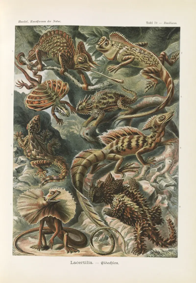 Lacertilia – ještěrky, Ernst Haeckel