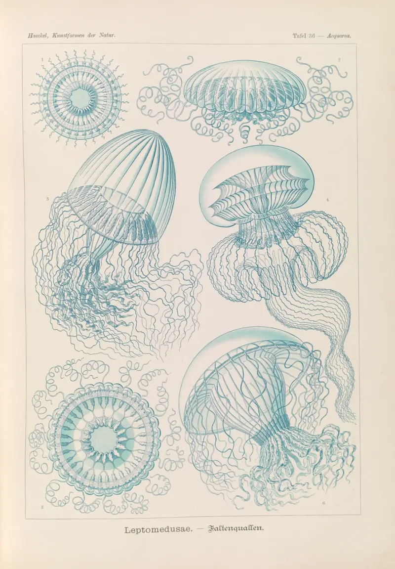 Leptomedusae – veckmaneter av Ernst Haeckel