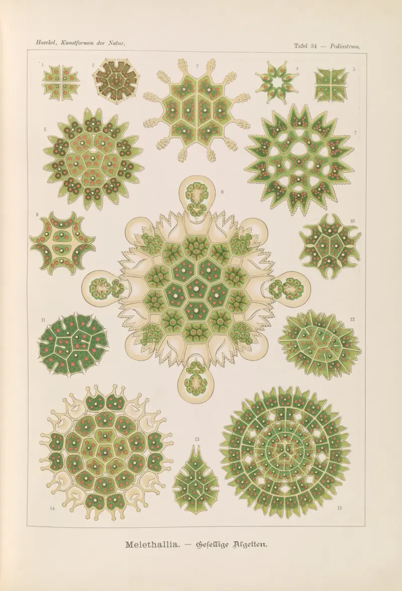 Melethallia. – Gesellige Algetten av Ernst Haeckel