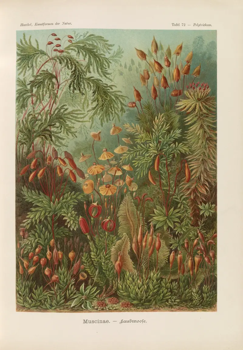 Muscinae. – Mechy listnaté, Ernst Haeckel