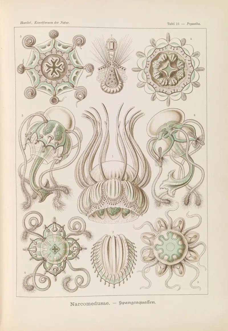 Narcomedusae. – Spangenquallen, Ernst Haeckel