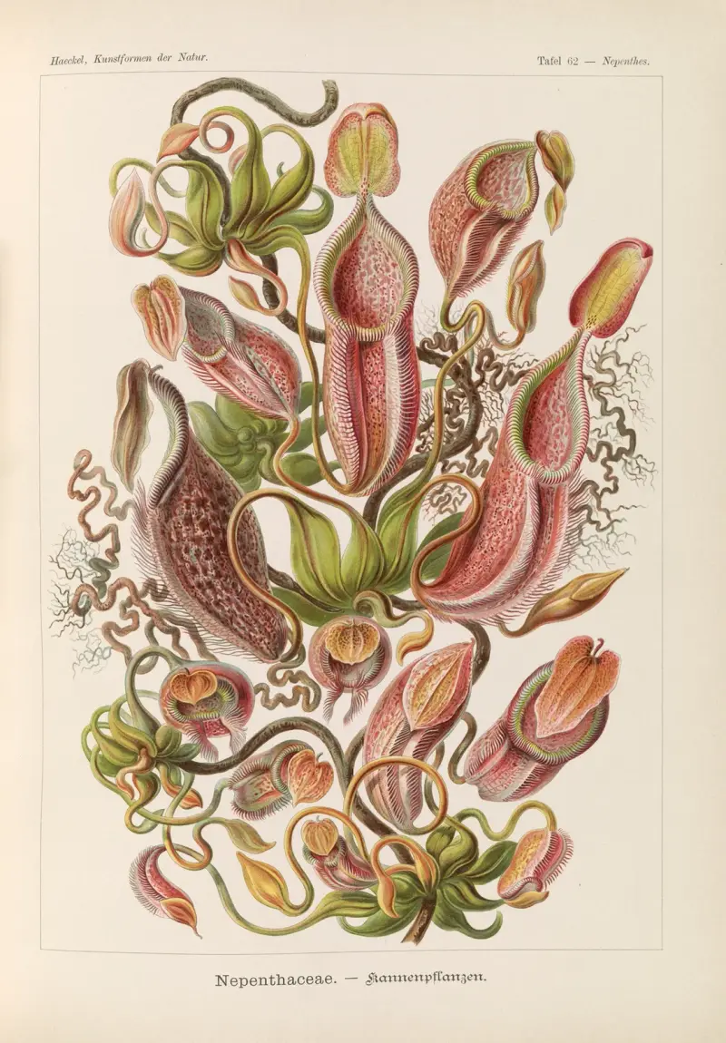 Nepenthaceae. – Kannenpflanzen av Ernst Haeckel