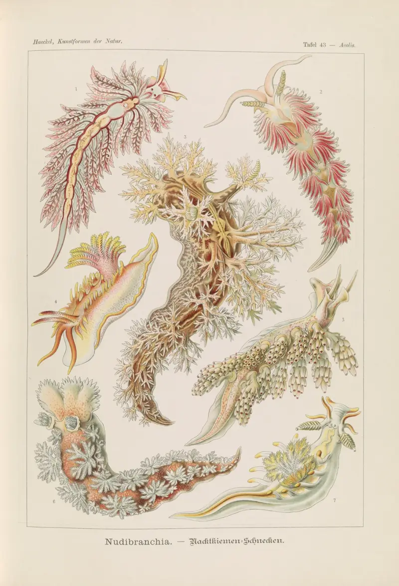 Nakensnäckor av Ernst Haeckel