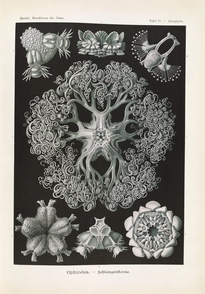 Ophiodea. – Schlangensterne, 1904 – Nr. 2, Ernst Haeckel