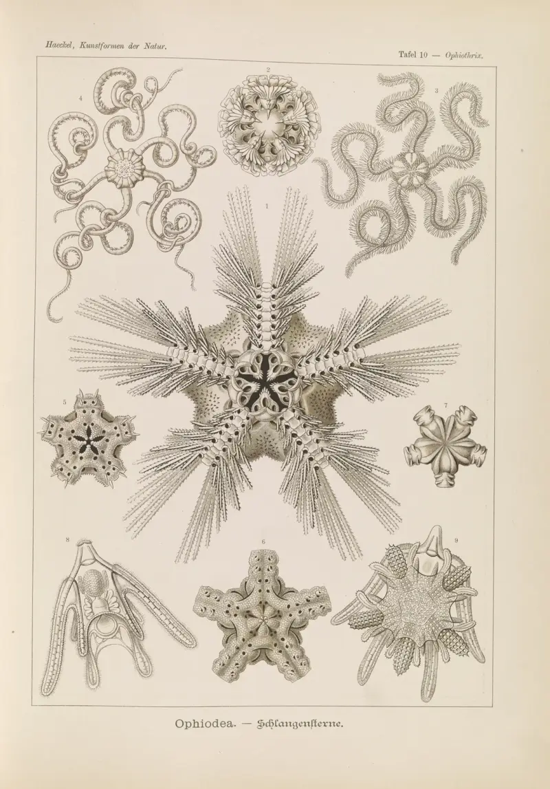 Ophiodea. – Schlangensterne., 1904 – nr 1 av Ernst Haeckel