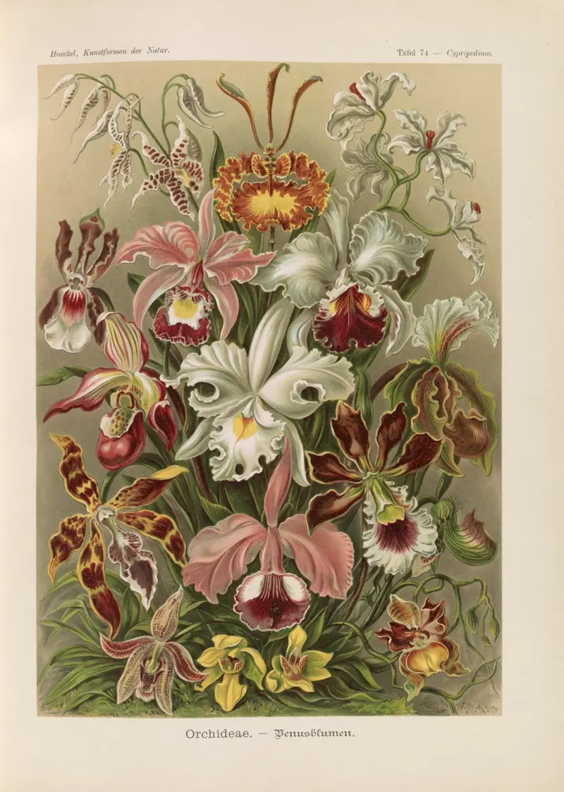 Orchideae. – Denusblumen, Ernst Haeckel
