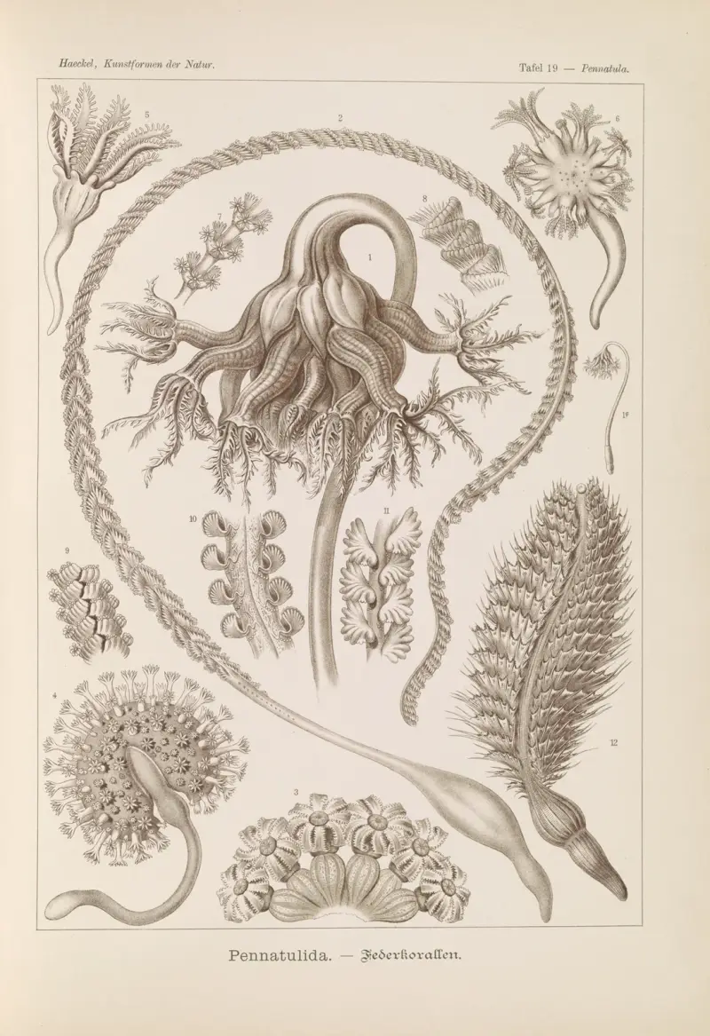 Pennatulida. – Federkorallen av Ernst Haeckel